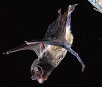 Gould’s Wattled Bat