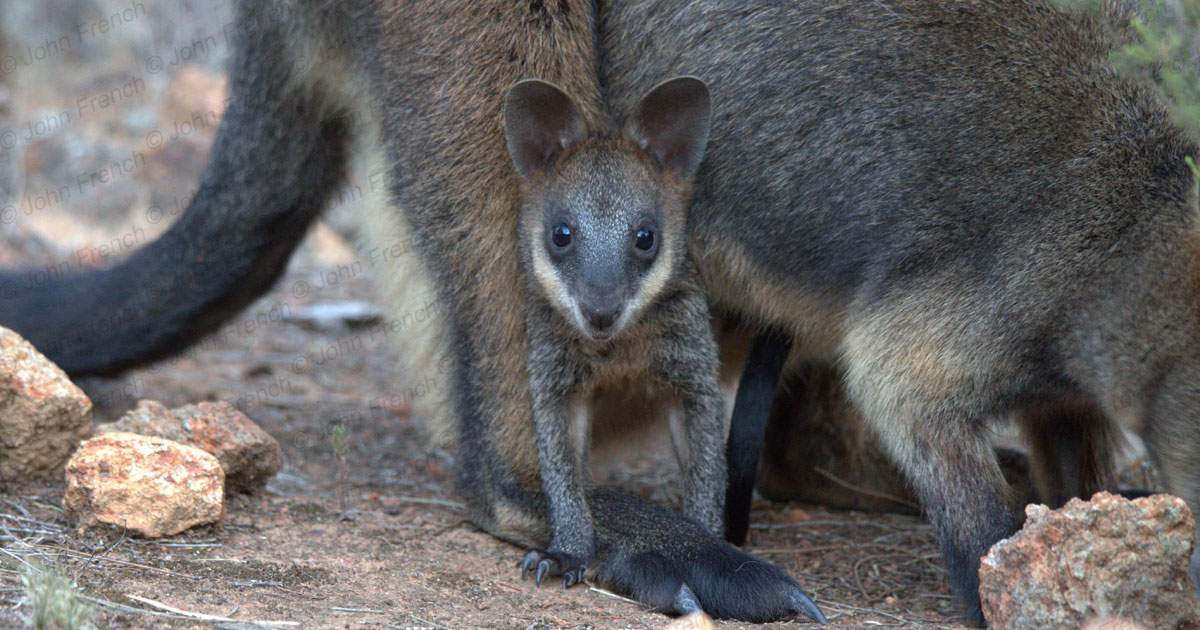 Swamp Wallaby joey