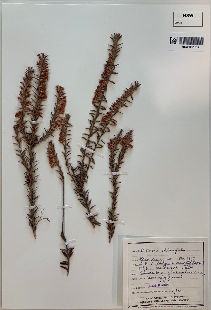 Isobel Bowden collection - Epacris obtusifolia
