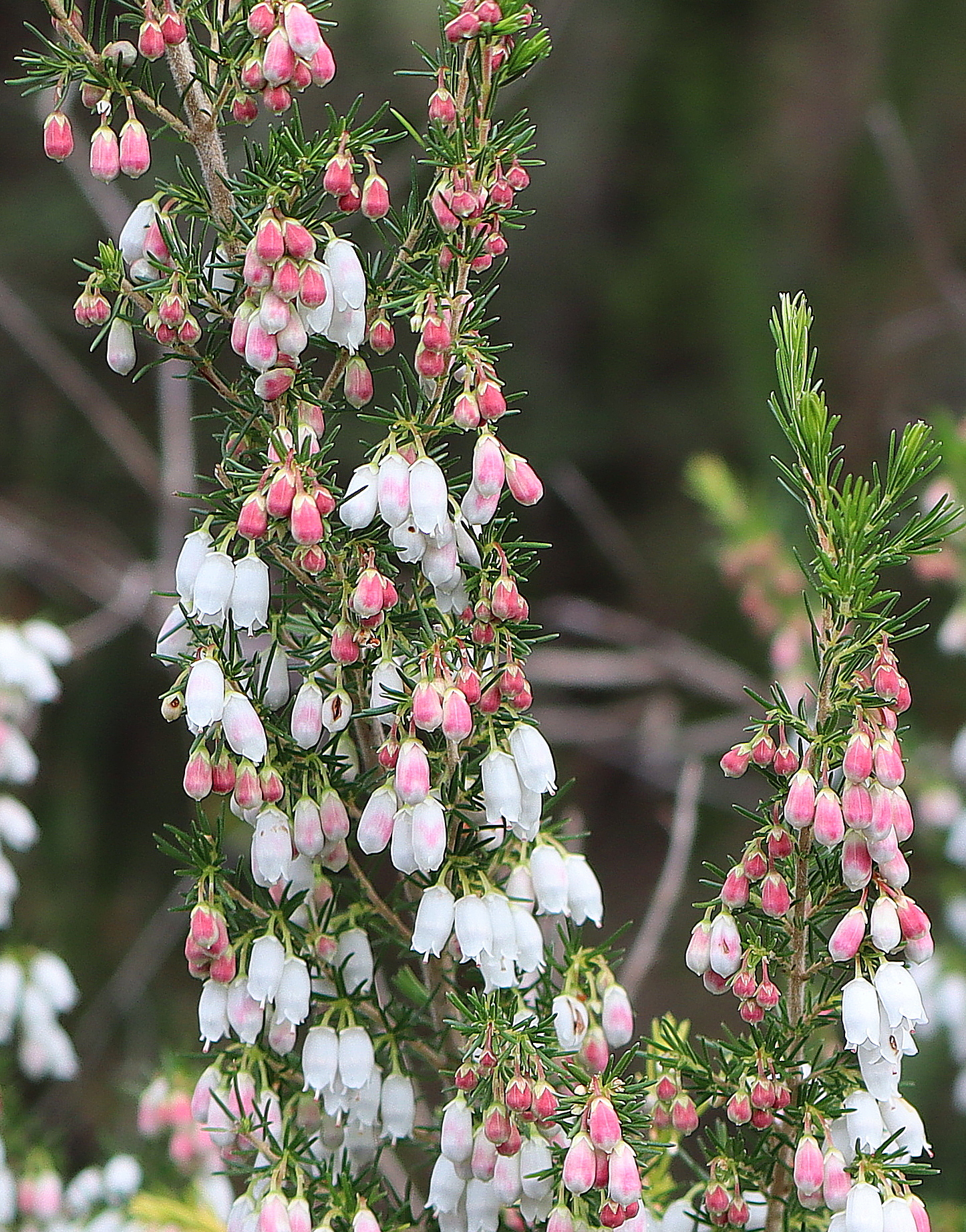 Spanish/Portuguese Heath/Erica Wentworth Falls
