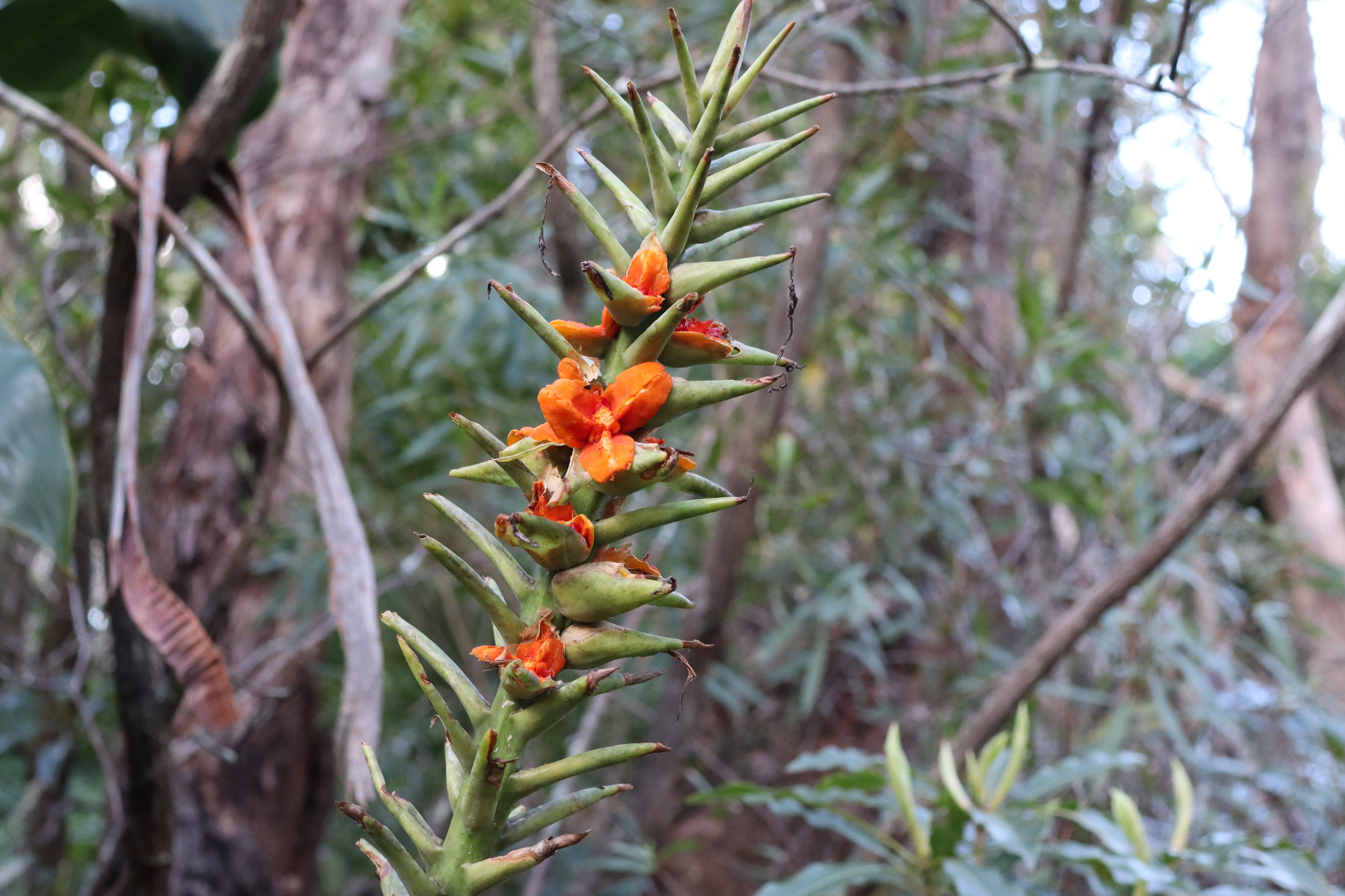 Ginger Lily, Lawson