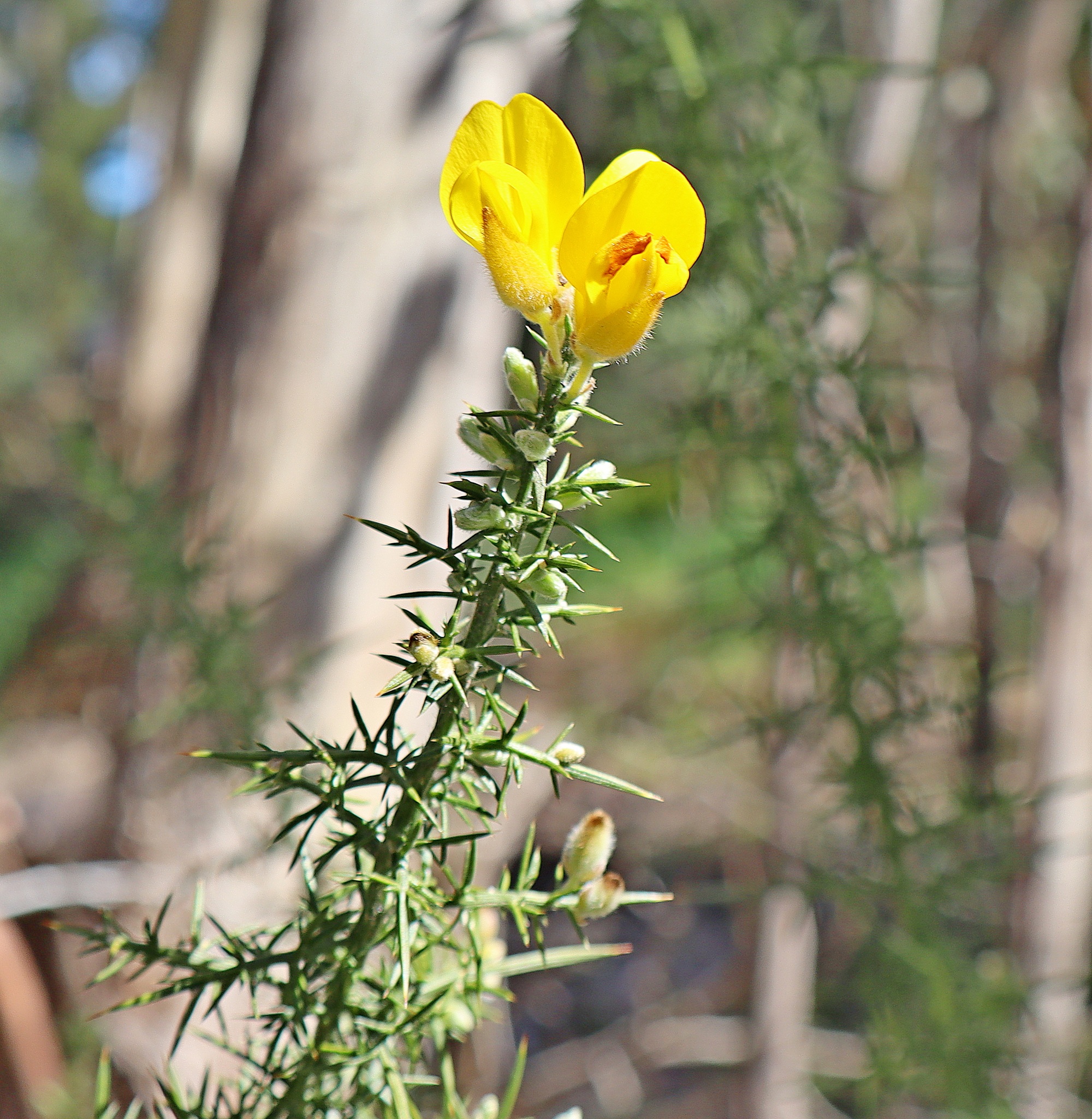 Gorse, Medlow Bath