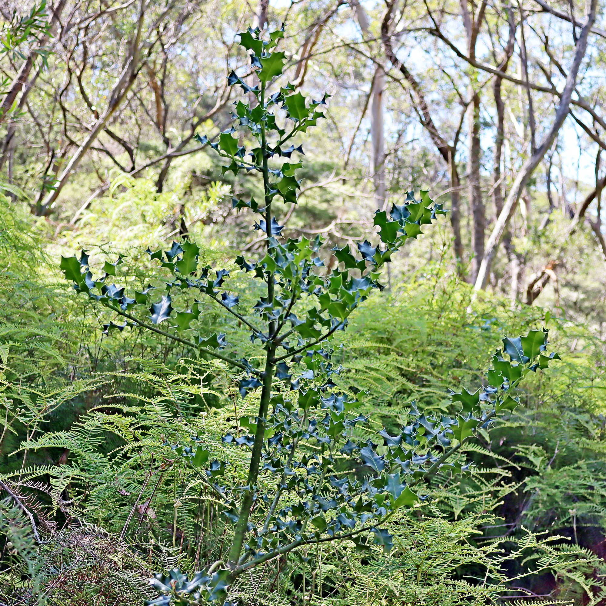 Holly established in peat swamp Leura