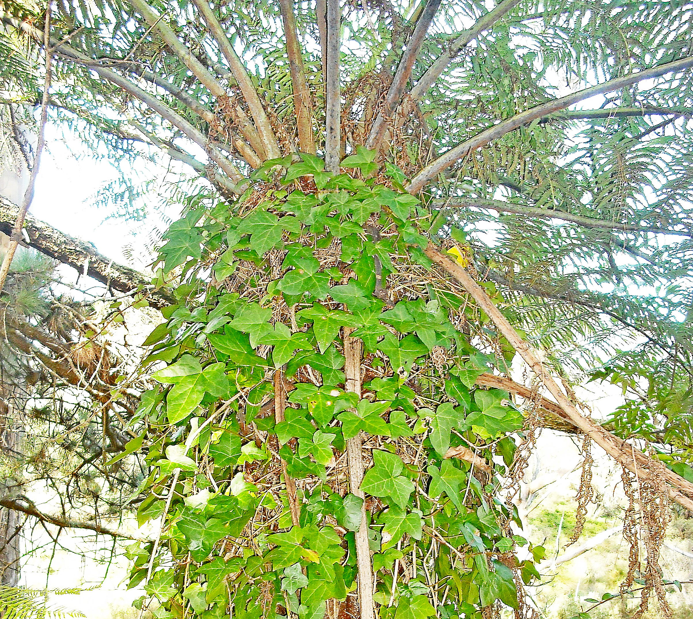 Climbing Ivy smothers emerging Tree Fern fronds, Leura