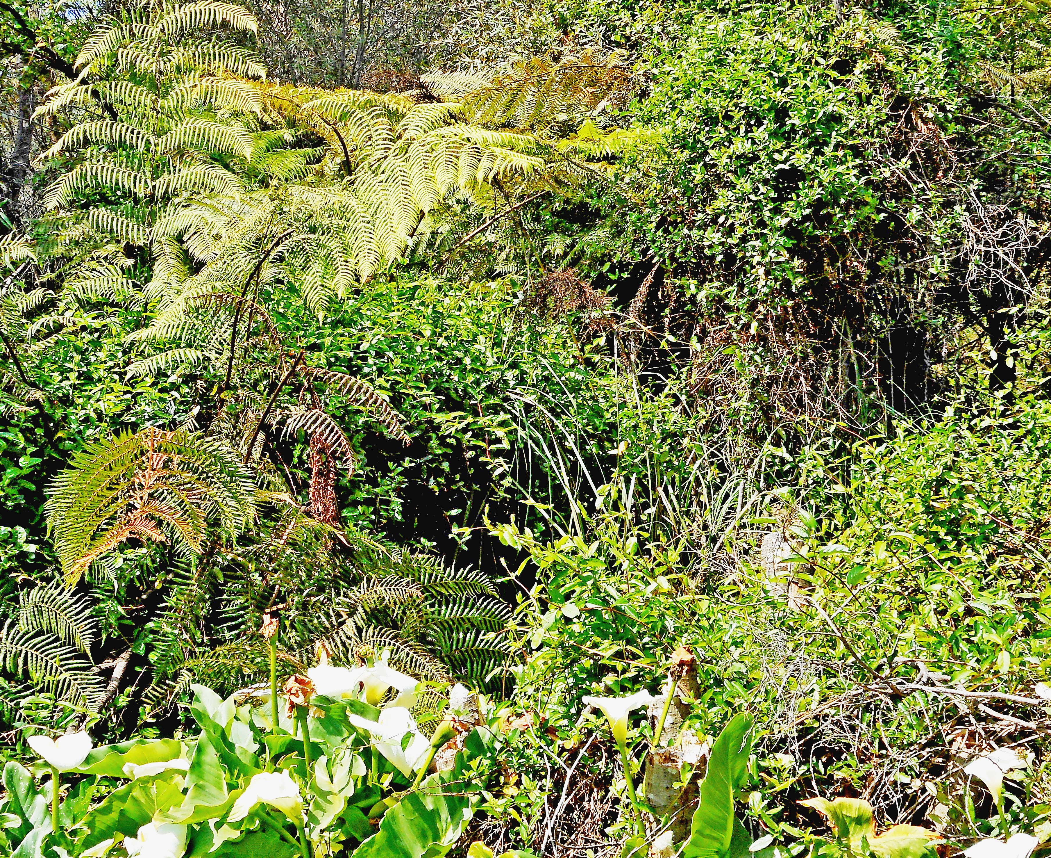 Fern glade devastated by Japanese Honeysuckle and Arum Lily, Hazelbrook