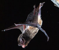 Bat Night