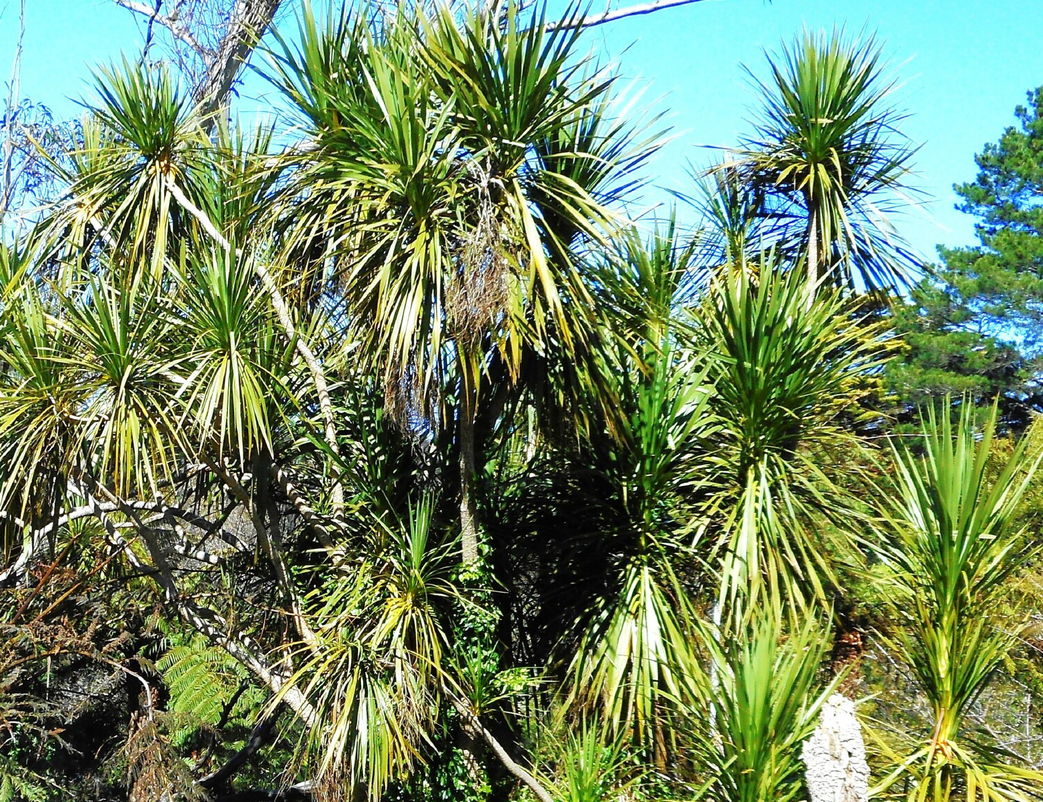 Cordyline species infesting Banksia Streamlet, Katoomba P Ardill 2025