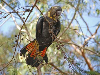 Glossy Black-cockatoo