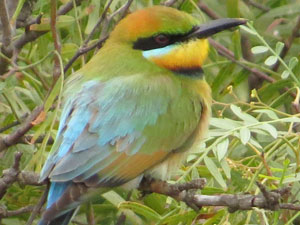 rainbow-bee-eater