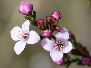 Deane's Boronia