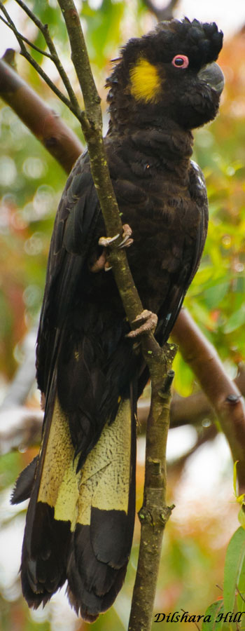 Yellow-tailed Black Cockatoo - male