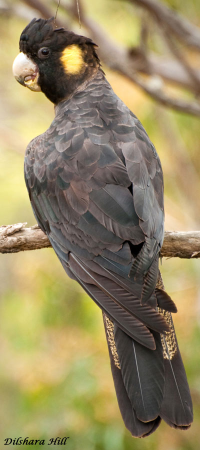 Yellow-tailed Black Cockatoo - female