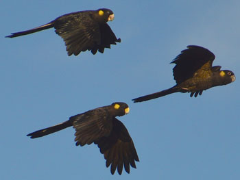 Yellow-tailed Black Cockatoos