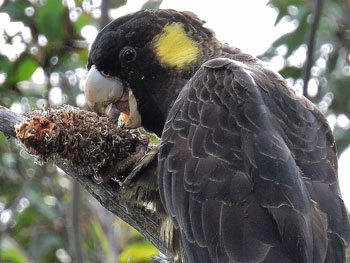 Yellow-tailed Black Cockatoos