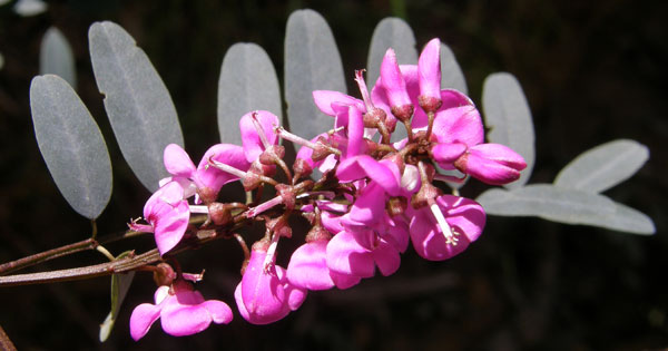 Australian Indigo