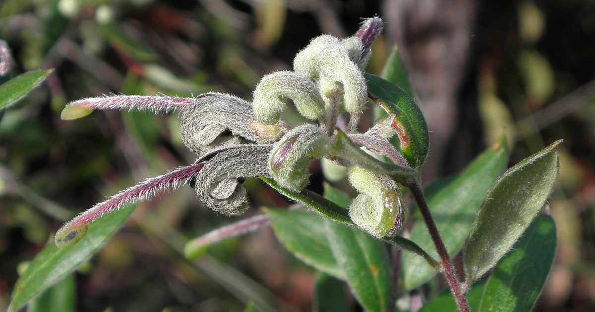 Green Spider Flower