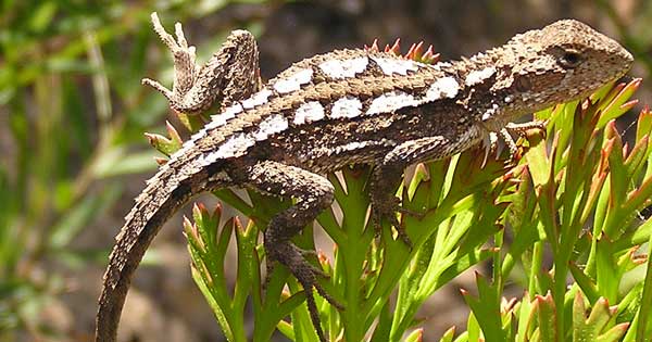 Mountain Dragon