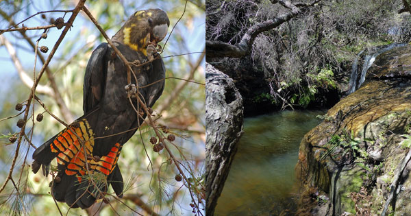 Glossy Black-Cockatoo and Katoomba Creek