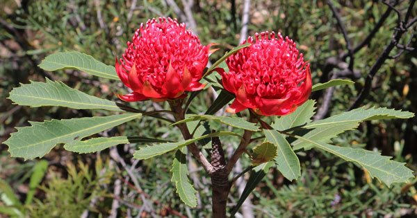 Waratahs