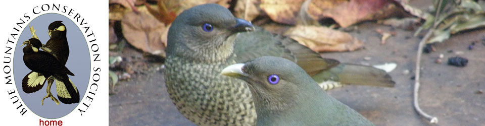 Bower Birds