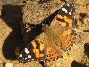 Blue Spotted Painted Lady