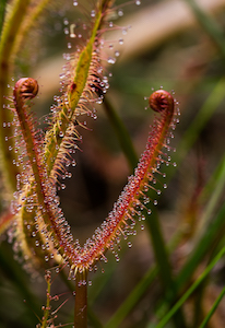 Drosera binata