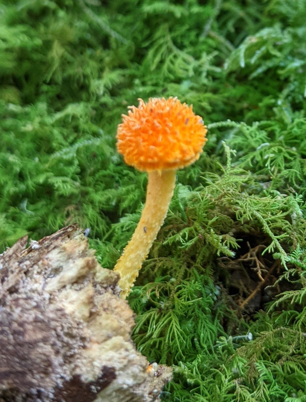 Cyptotrama aspratum fungus