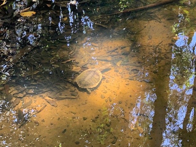 Long-necked Turtle