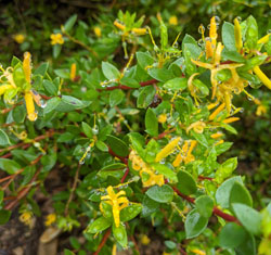 Persoonia acuminata