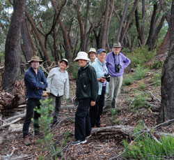 Eucalypts and friends Good Forest 