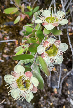 Leptospermum macrocarpum