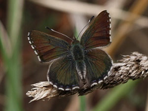 Bathurst Copper Butterfly